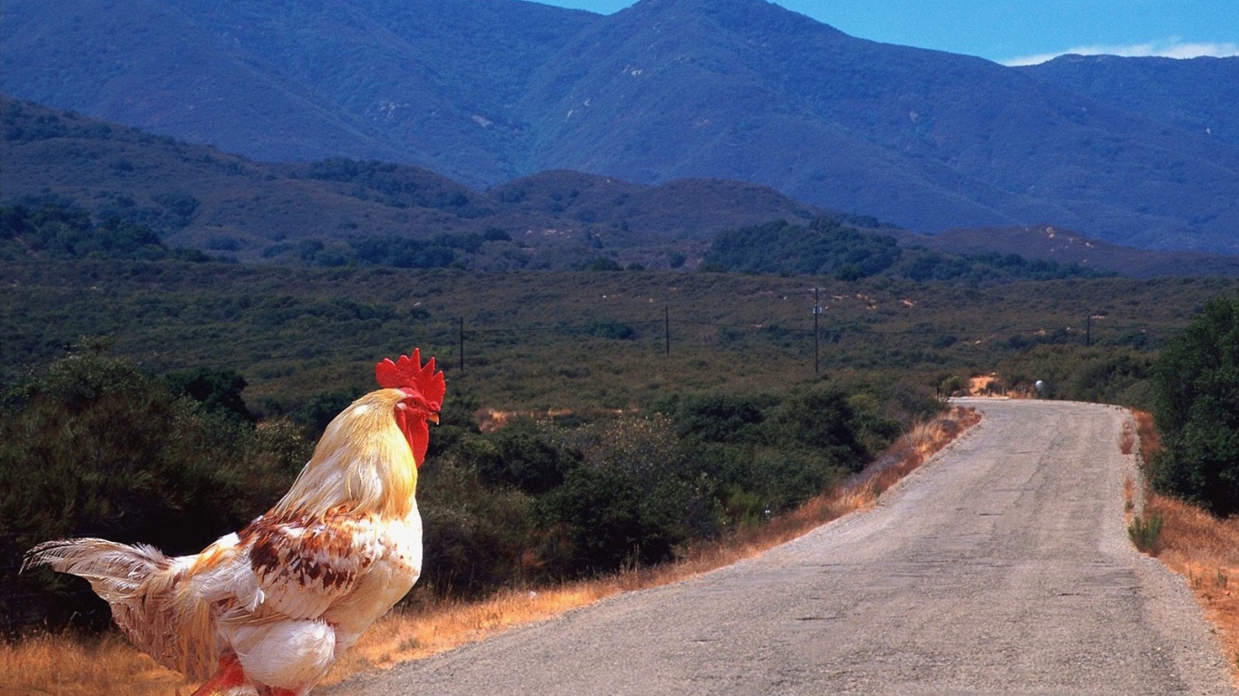 Петух переходит дорогу