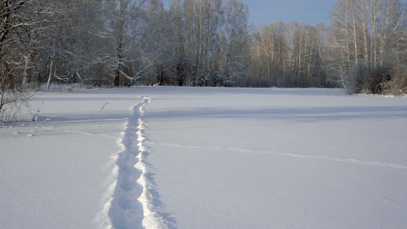 	  A path in the snow
