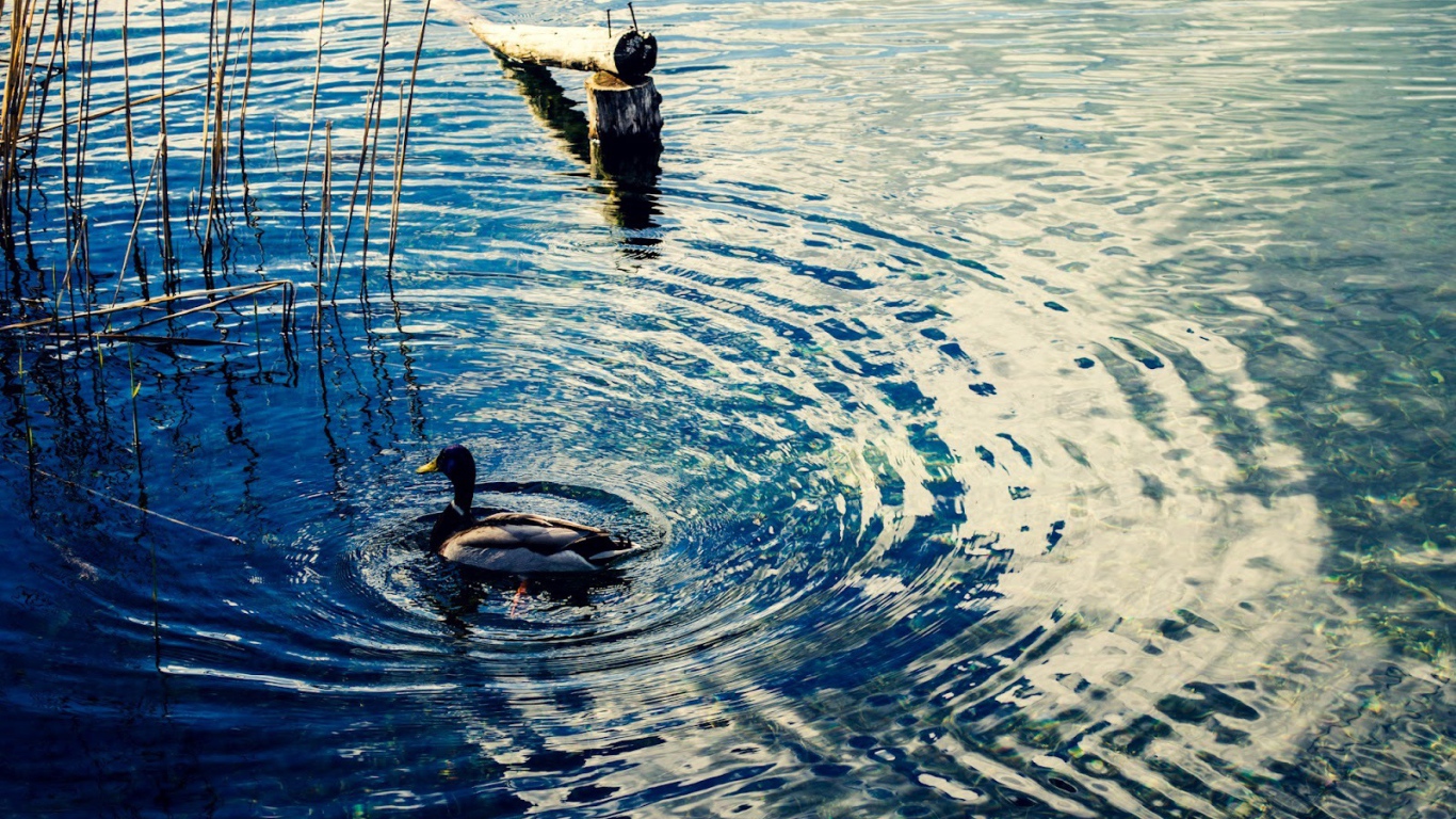 Утка на воде озера Клопайнер Зее, Австрия