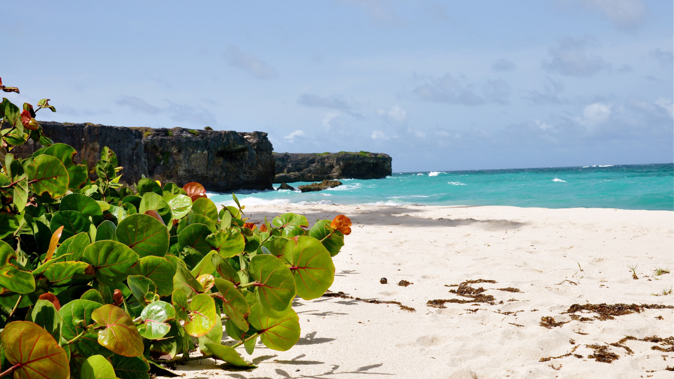 Восхитительный вид на пляж в Барбадосе