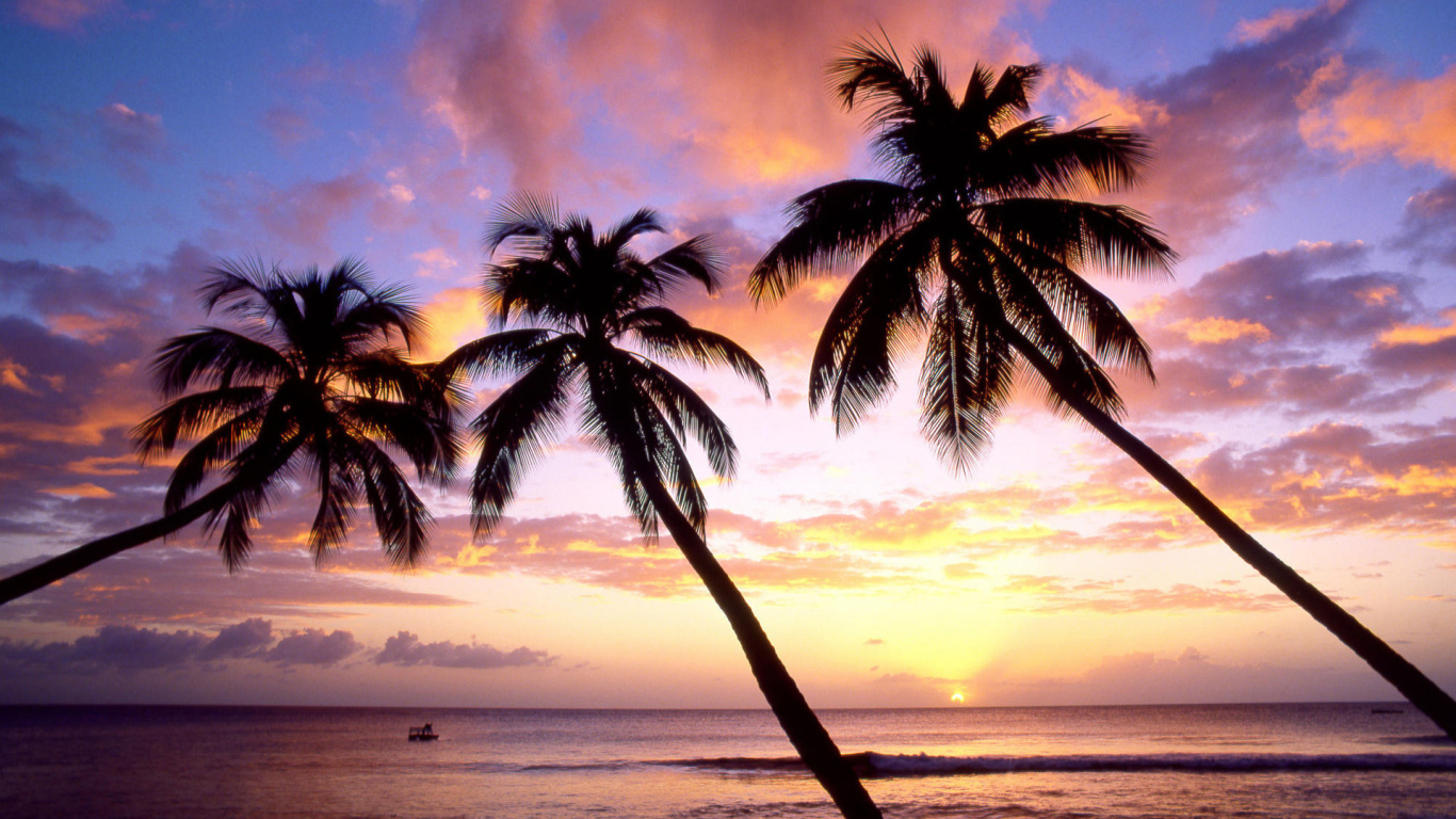 Три пальмы в Барбадосе