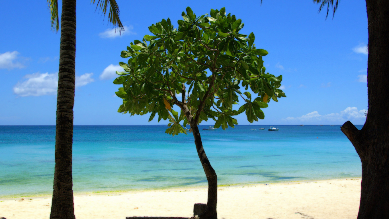 Дерево в Барбадосе