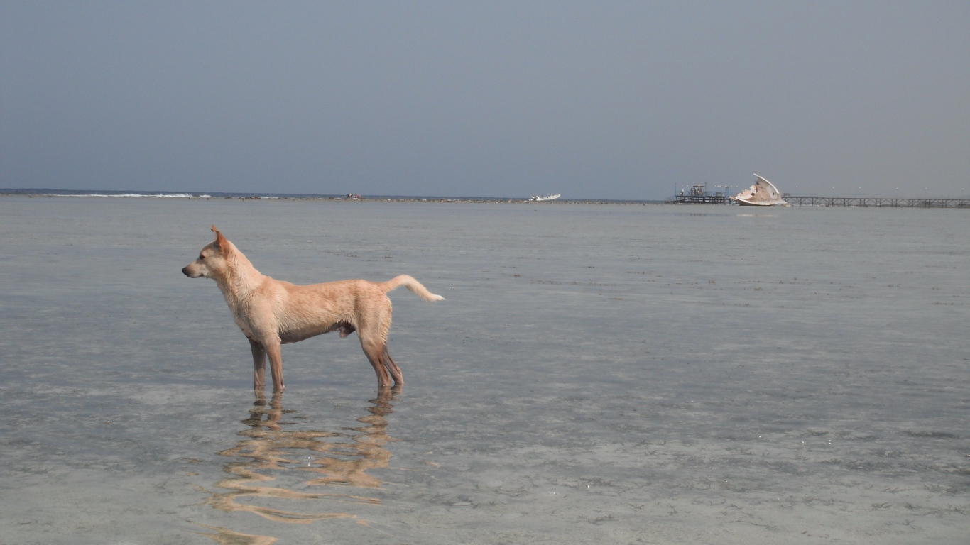 Собака в воде на курорте Марса Алам, Египет