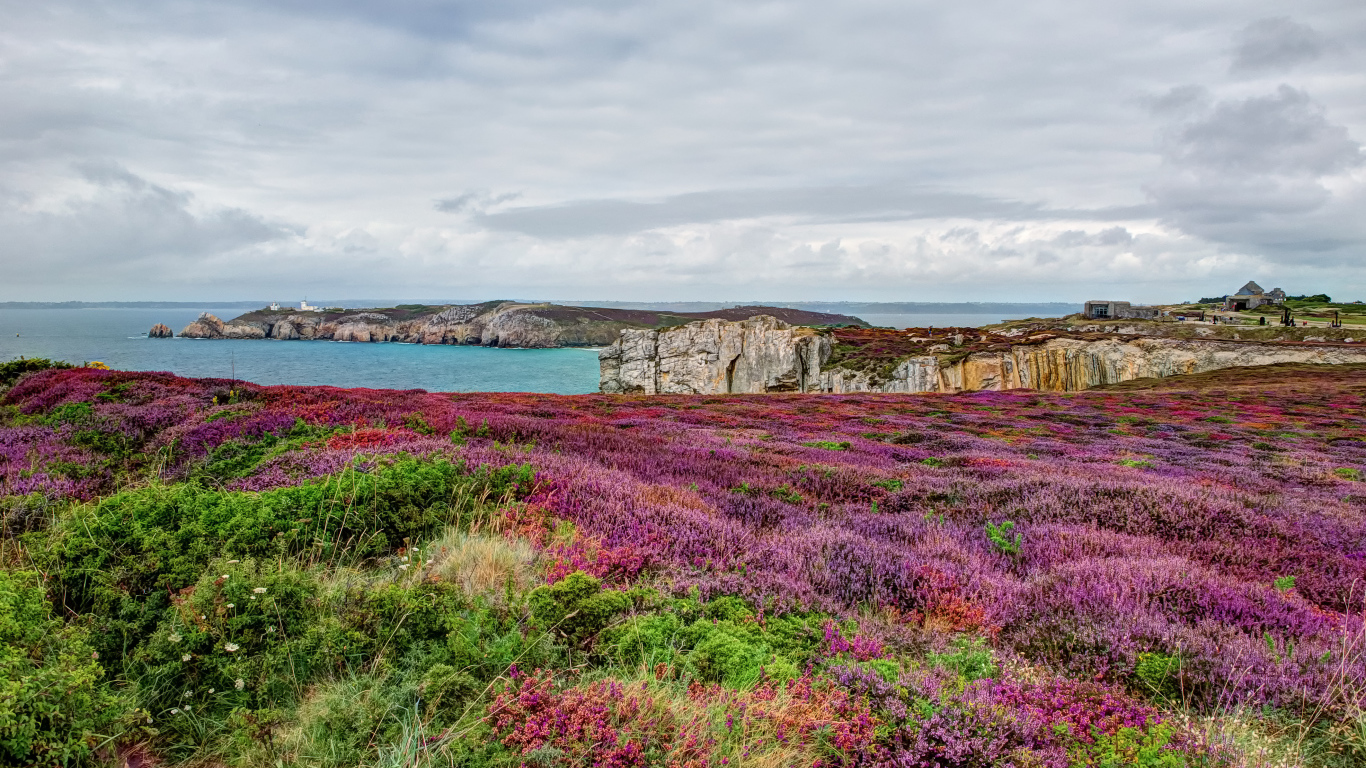 Цветущие поля в Бретань, Франция