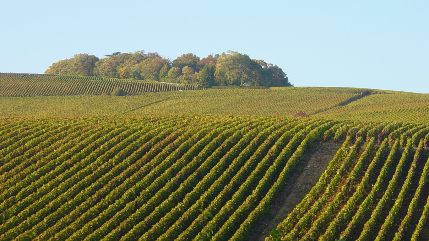 Поля  виноградников в провинции Шампань, Франция