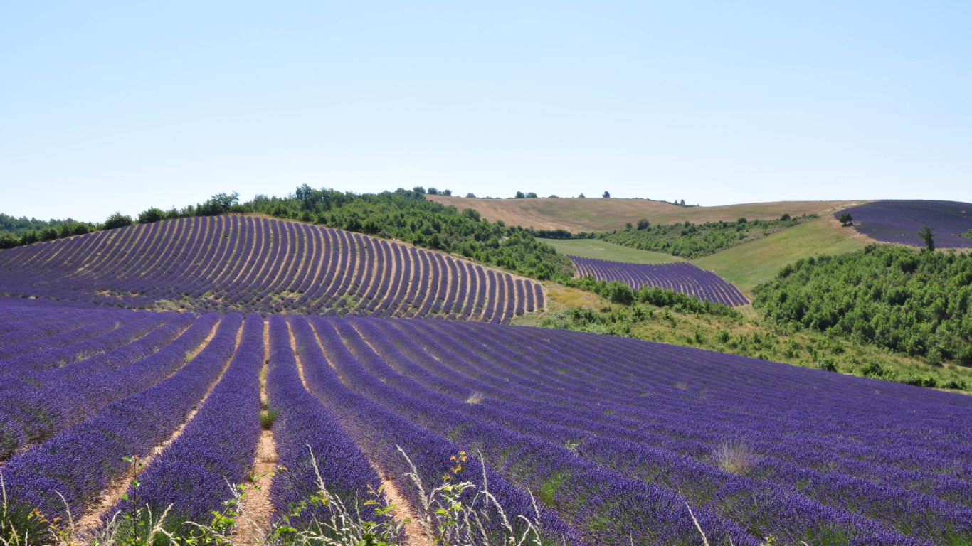 Лавандовые поля в Провансе, Франция