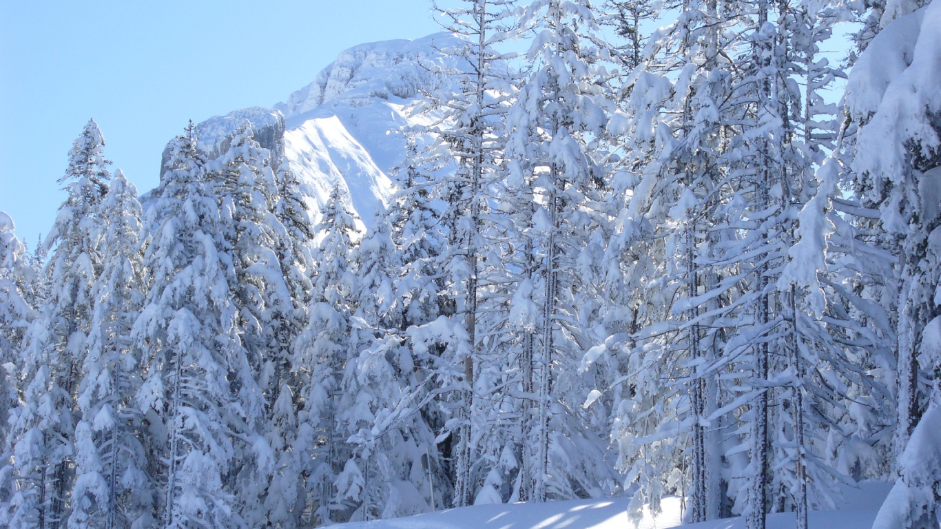 Заснеженные ели на курорте Виллар-де-Ланс, Франция
