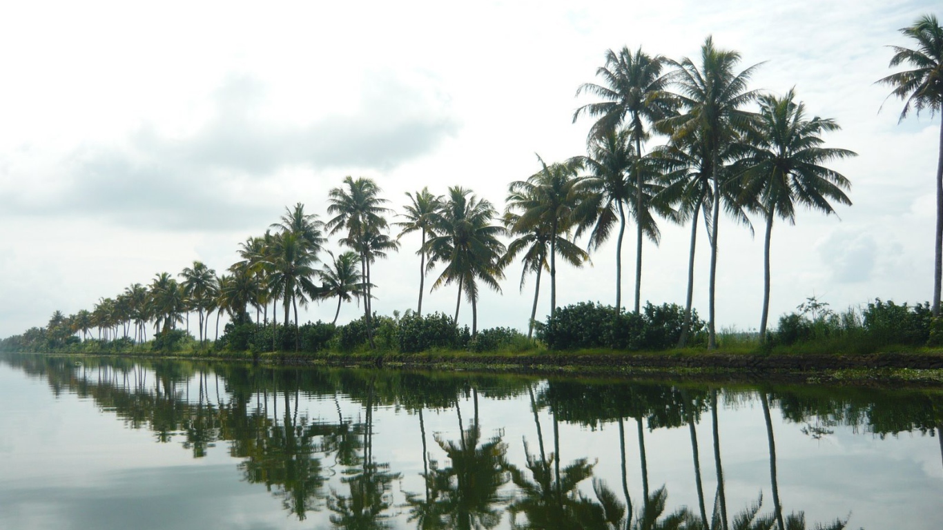 Пальмы в Алапуже