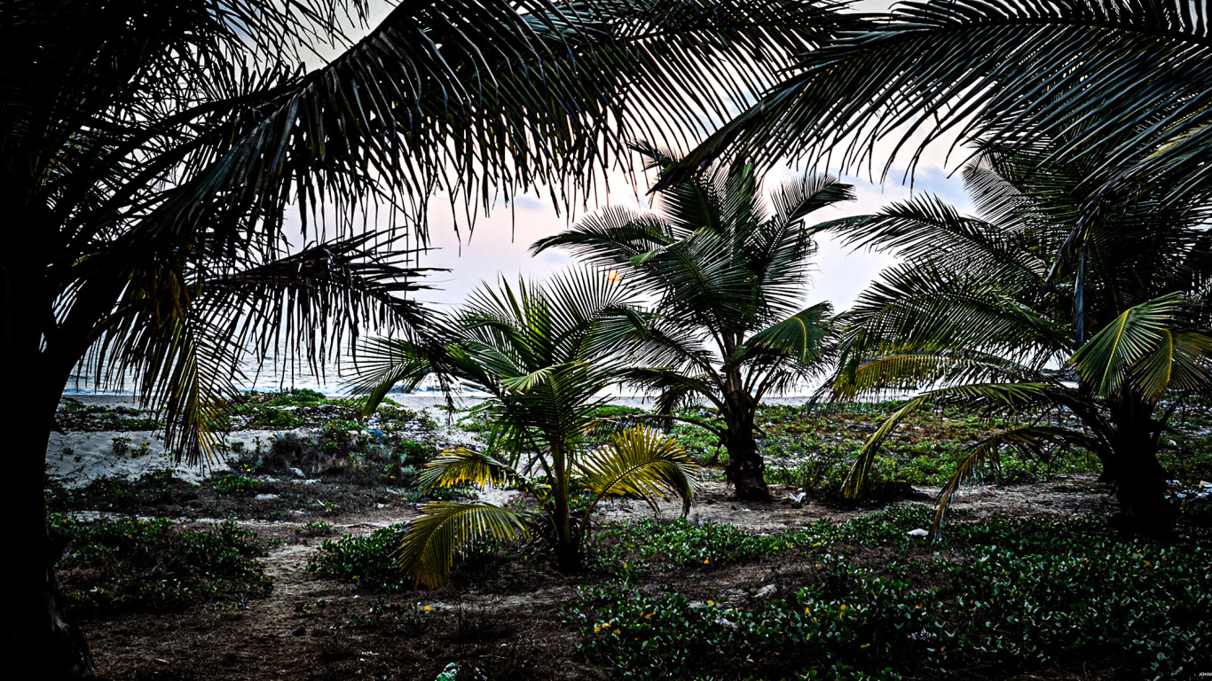 Растительность в Гоа