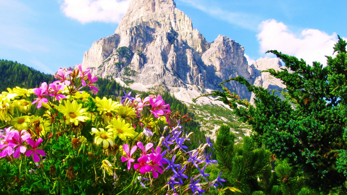 Альпийские цветы на горнолыжном курорте Сельва, Италия