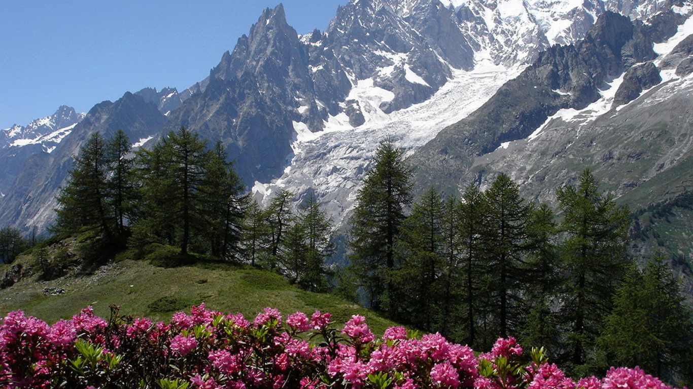 Цветы в горах на горнолыжном курорте Курмайор, Италия