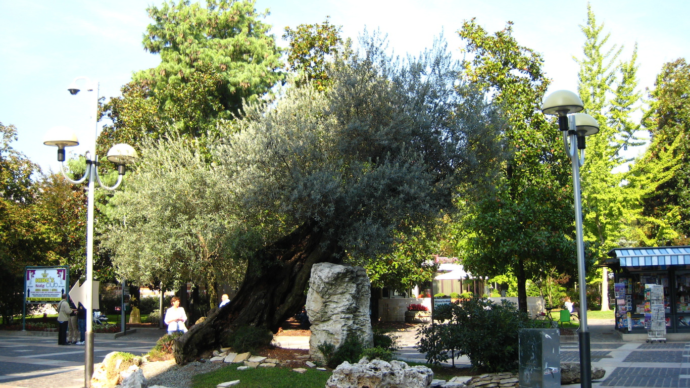 Маслина на улице на курорте Абано Терме, Италия