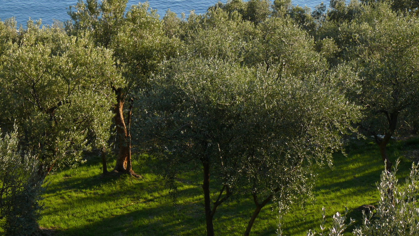 Оливковые деревья на фоне моря в Лигурии, Италия