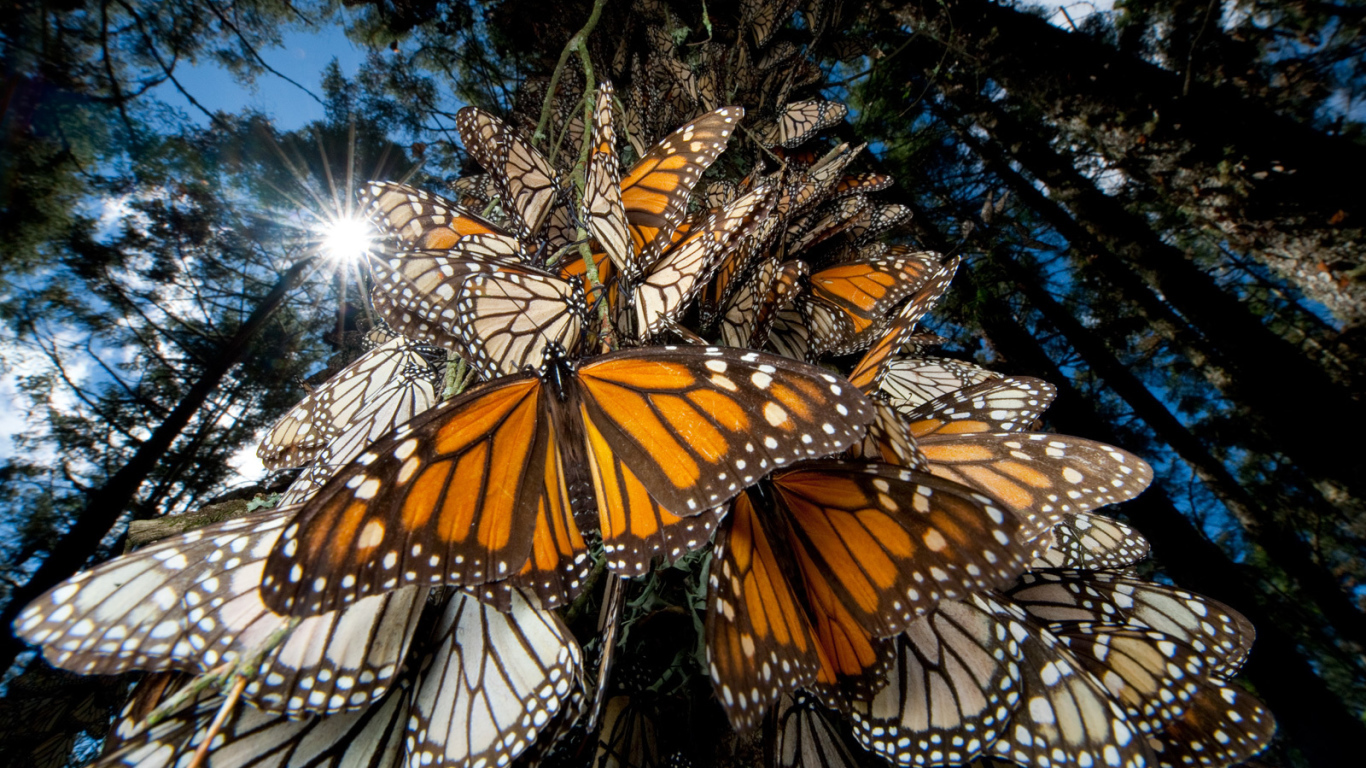 Эффектное Мексика