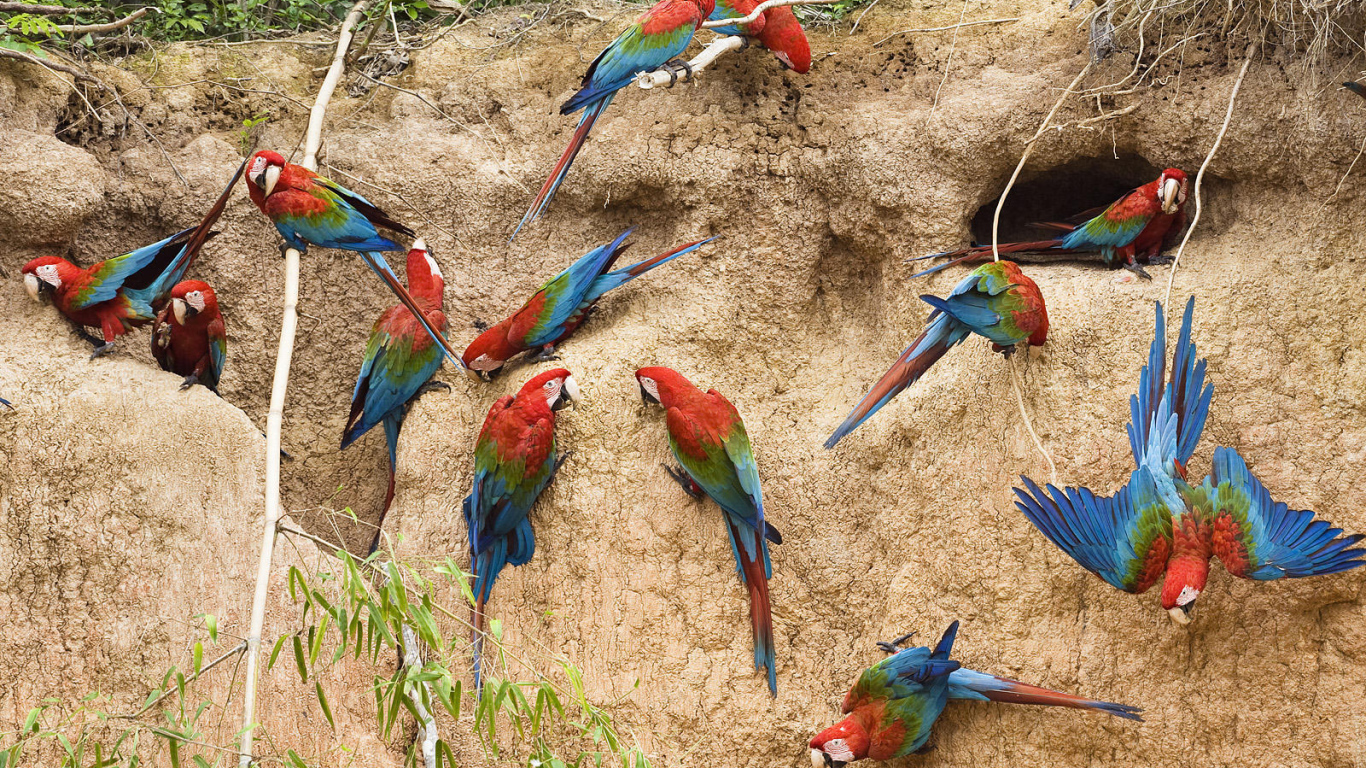 Птицы в Перу