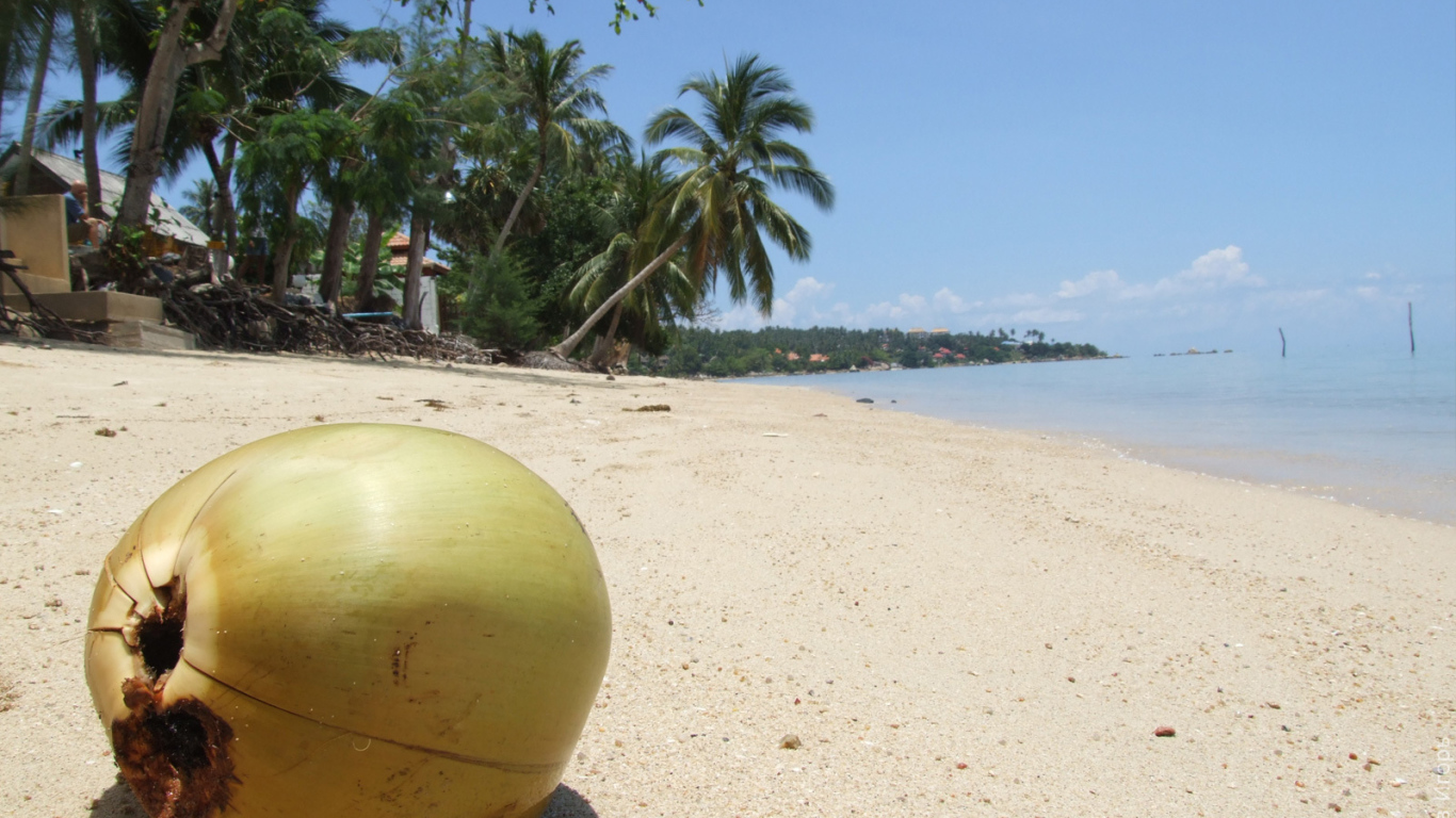 Кокос на пляже на острове Самуи, Таиланд