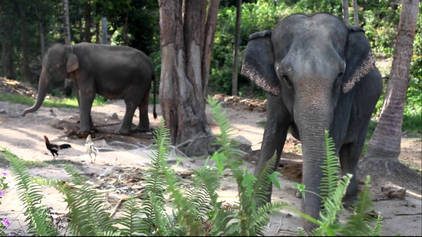 Слоны на берегу моря на острове Панган, Таиланд