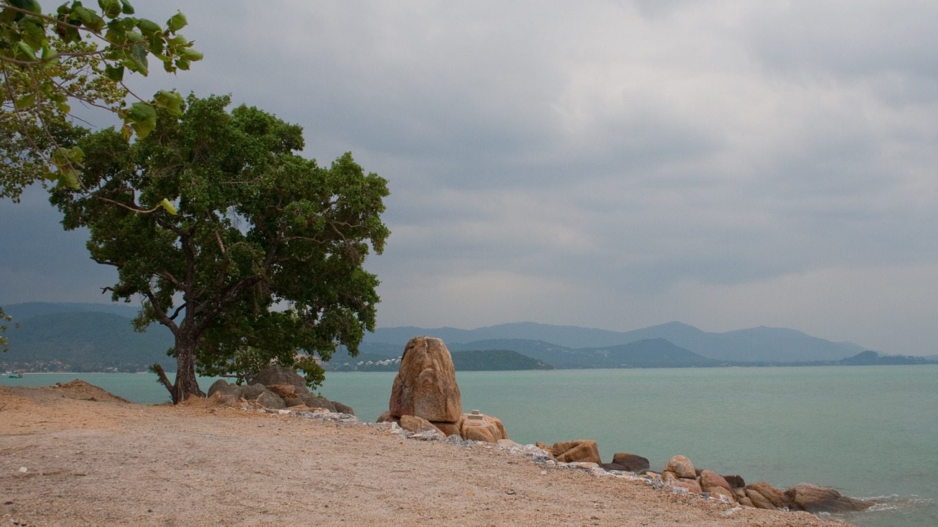Lonely tree on the beach in the resort island of Koh Larn, Thailand