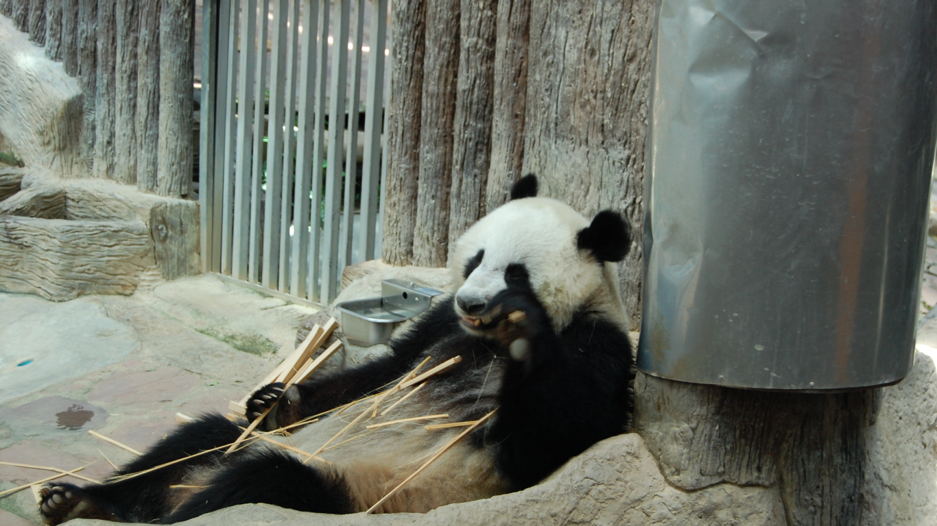 Панда в зоопарке на курорте Чианг Май, Таиланд