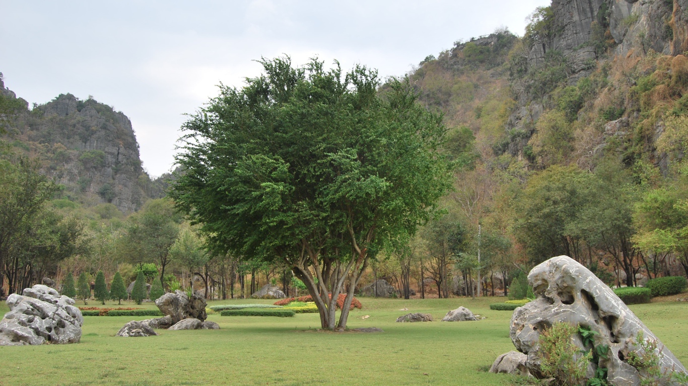 Дерево в парке на курорте Ча Ам, Таиланд