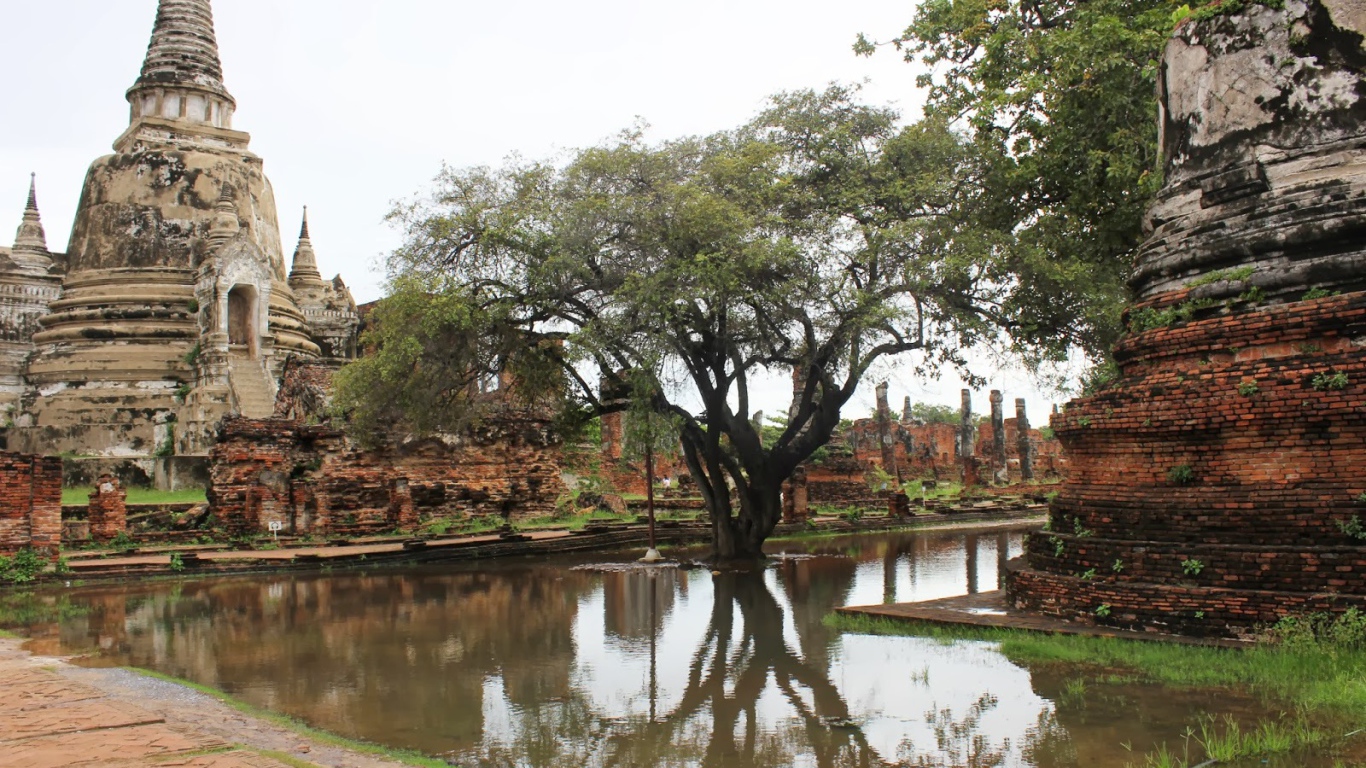 Дерево в воде на курорте Лопбури, Таиланд