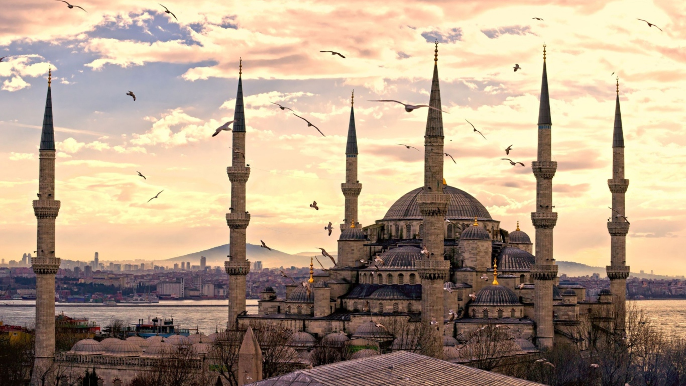 Чайки в Стамбуле