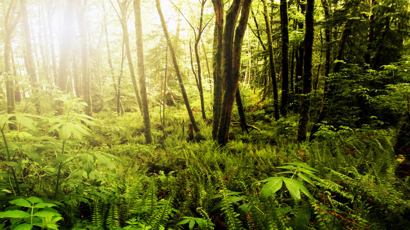 Леса на Северо-Западе штата Вашингтон, США