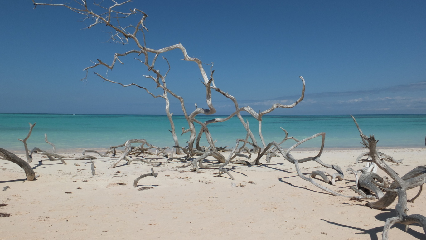 Ветки на пляже на курорте Кайо Санта Мария, Куба