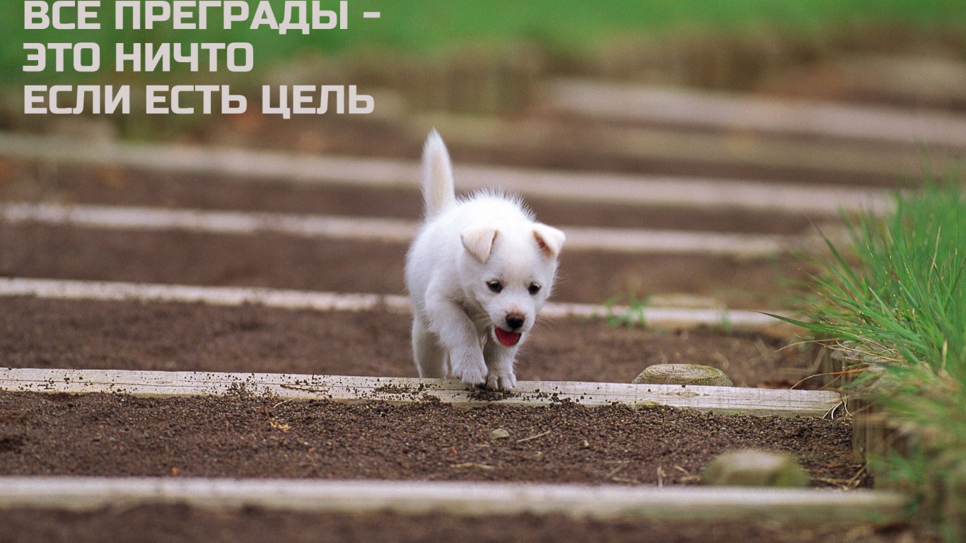 Иди к своей цели