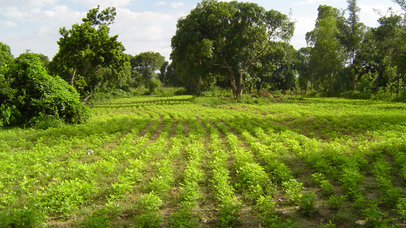 Зеленый пейзаж Гаити