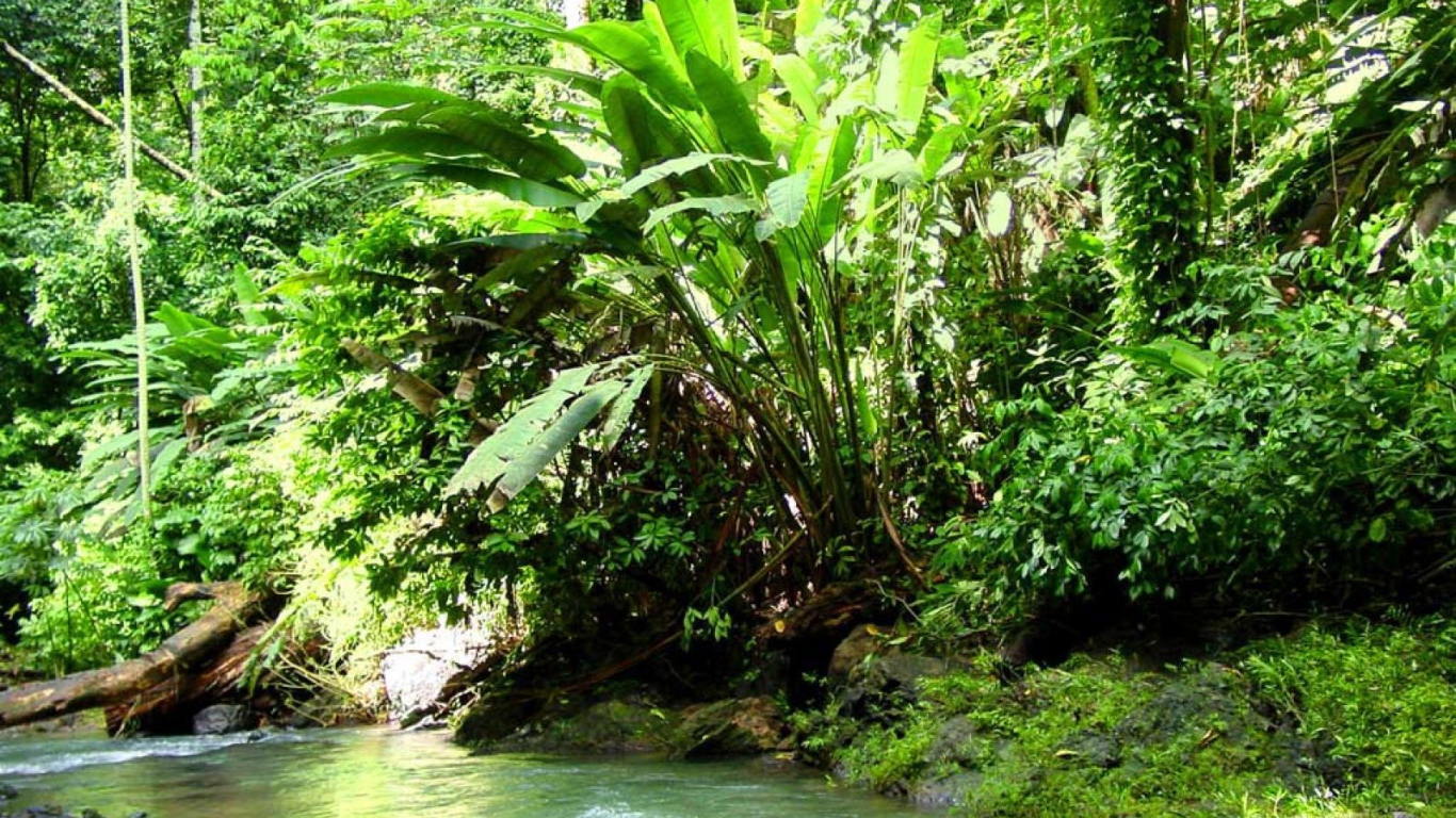 Джунгли Коста-Рика