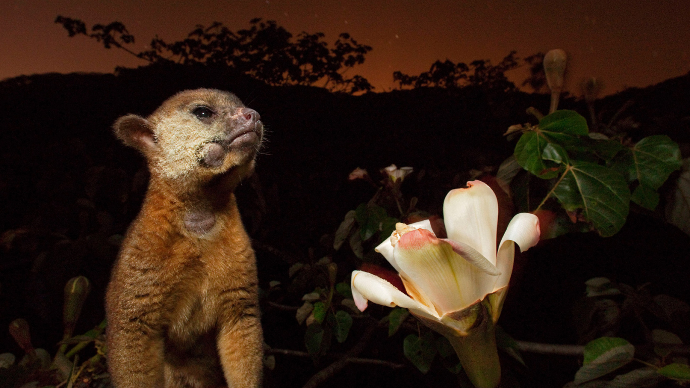 Великолепное Панама