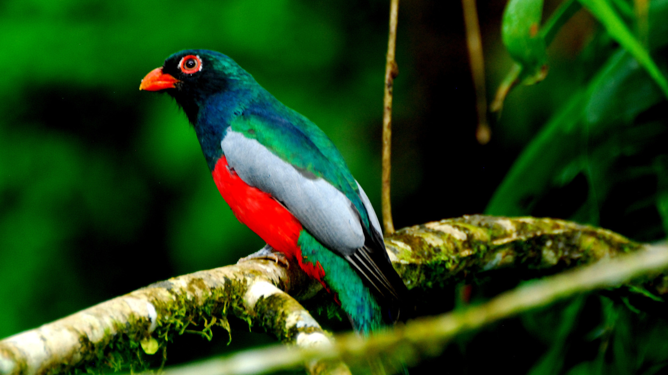 Захватывающие дух страна Коста-Рика