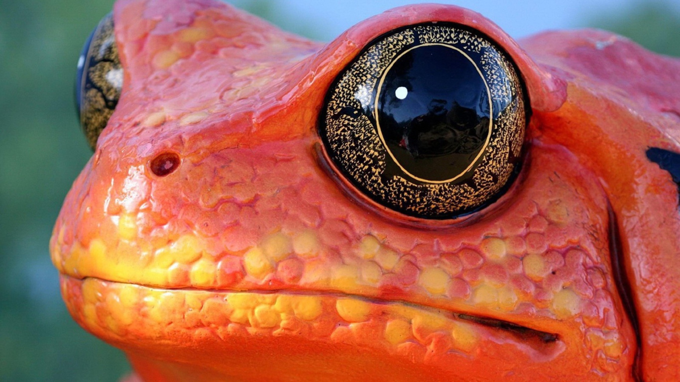 Черные глаза красной лягушки