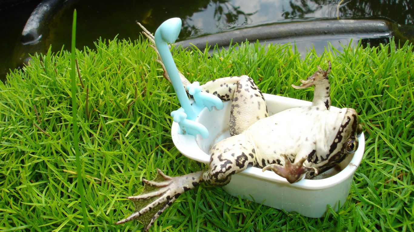 Лягушка лежит в ванной