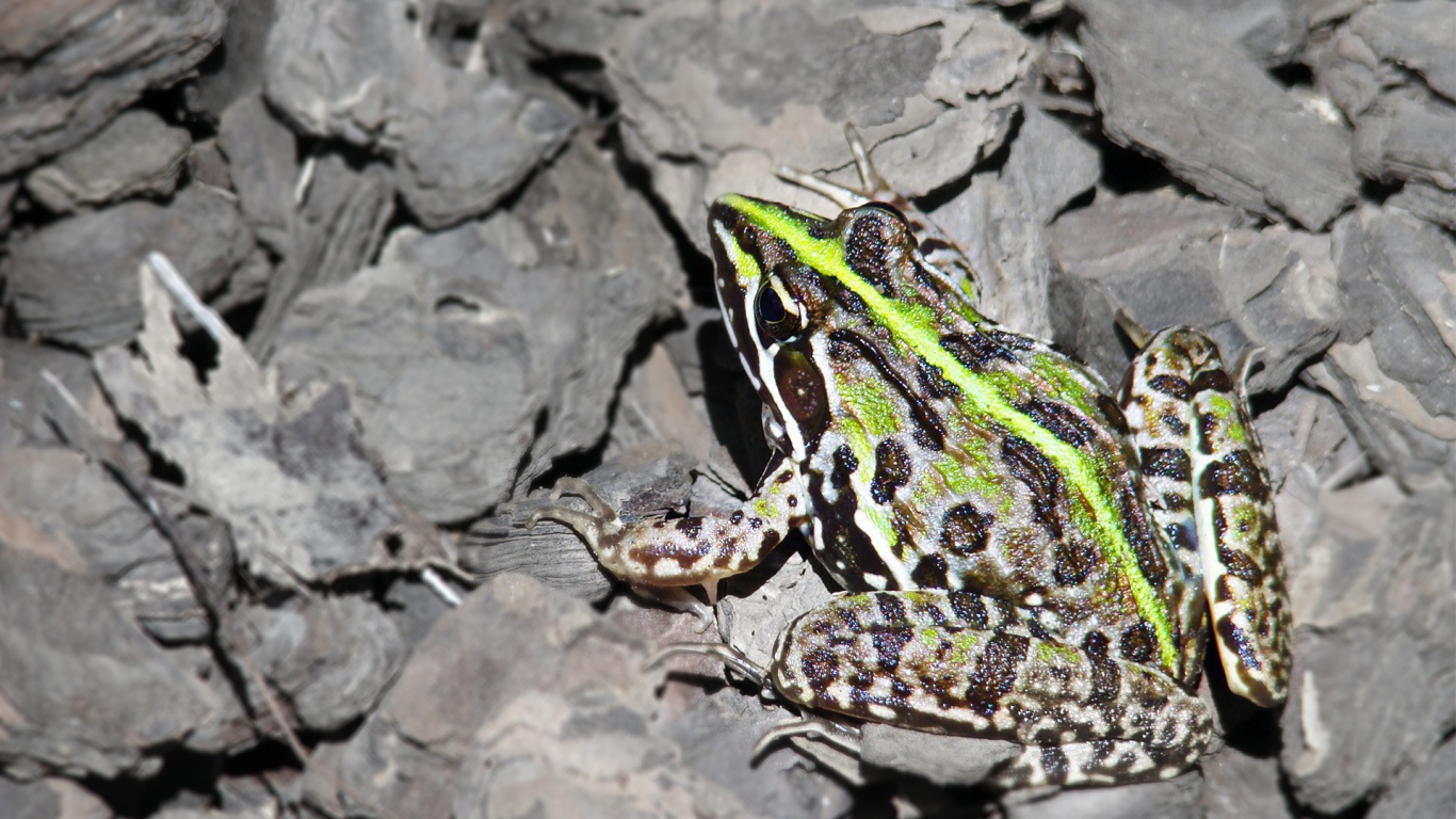 Лягушка на серых камнях