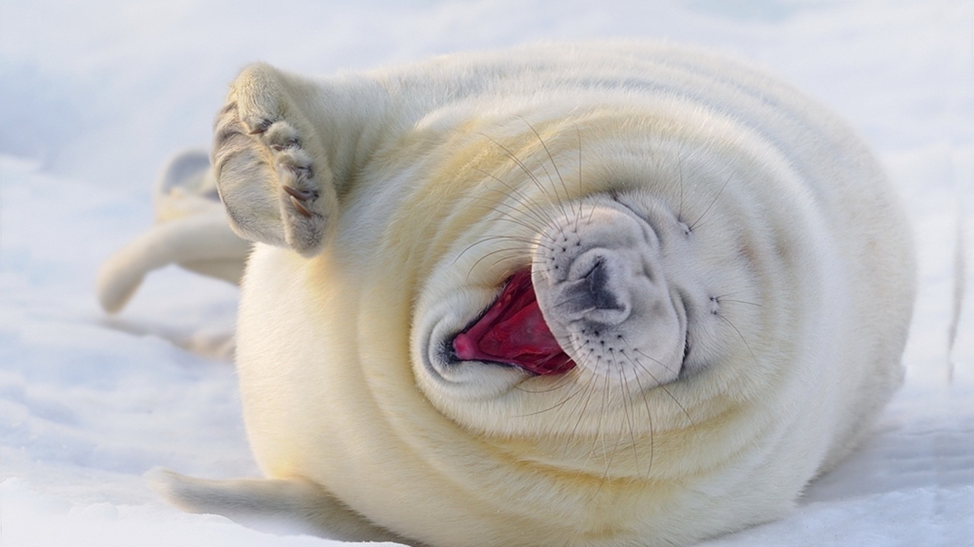 Забавный белый тюлень