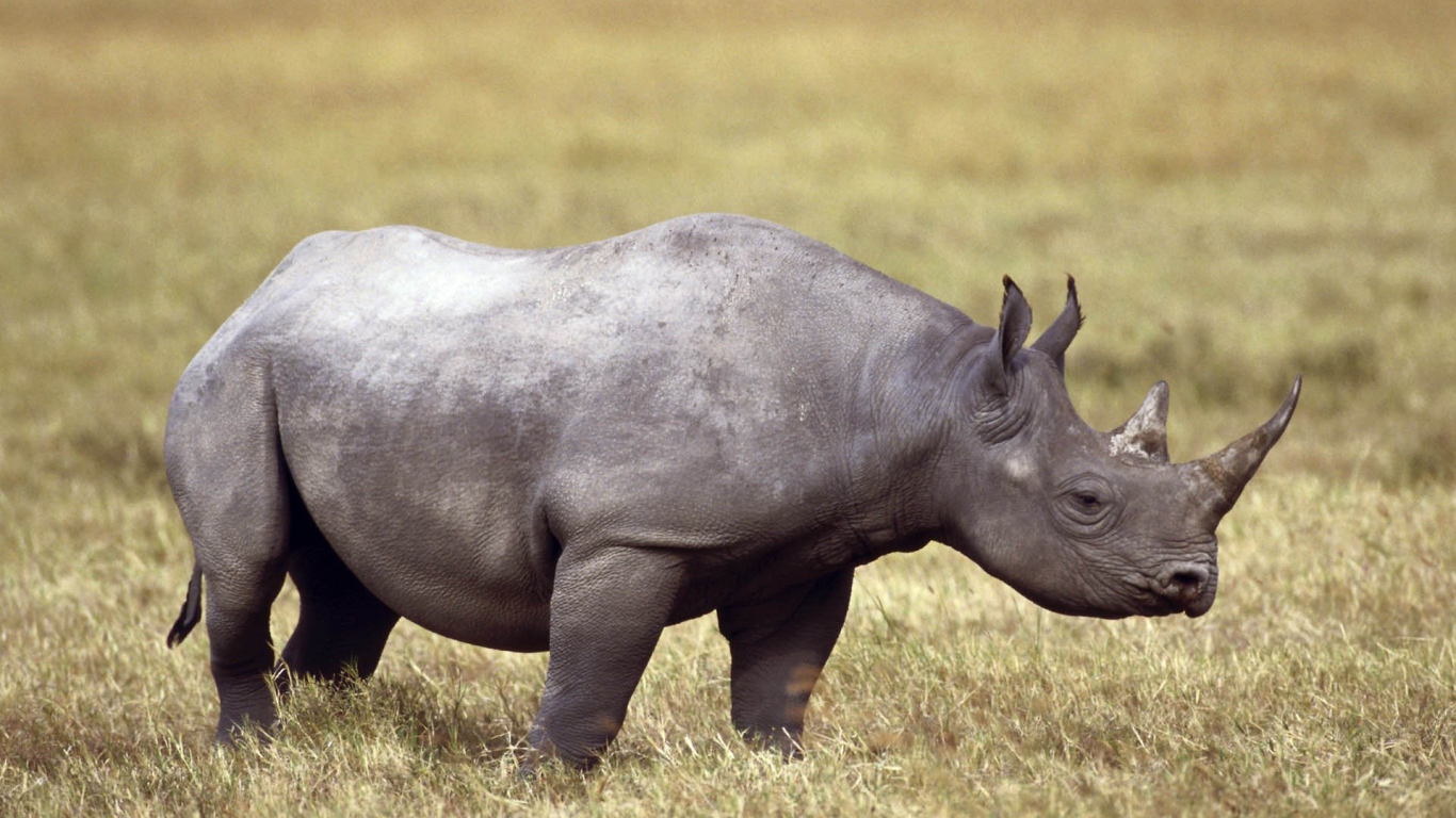 Серый носорог на поле с сухой травой