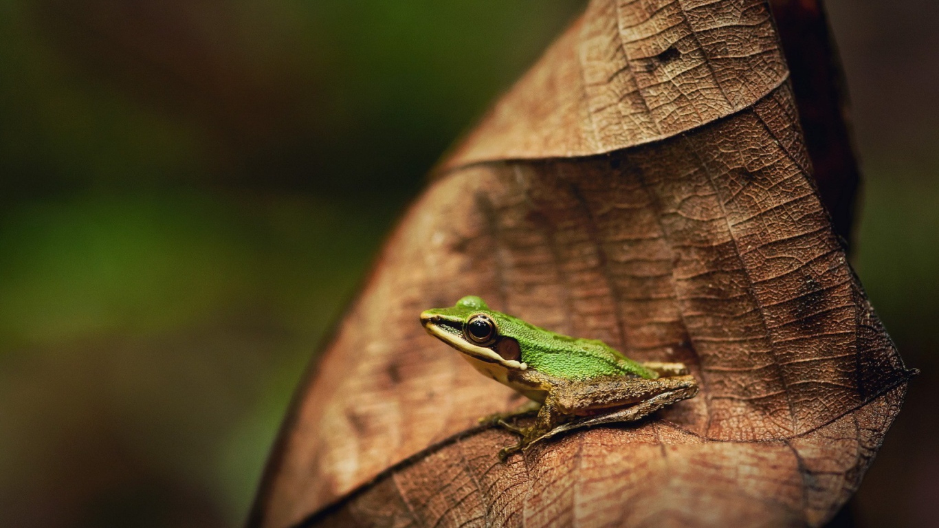 Зеленая лягушка на коричневом листе