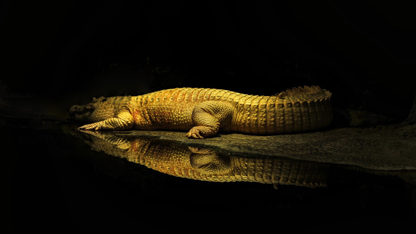 Фонарь освещает крокодила