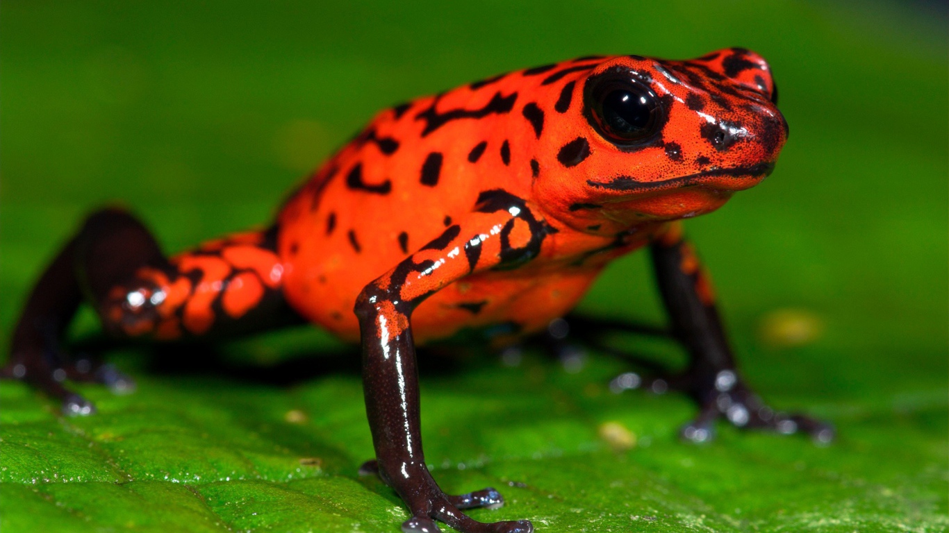 Оранжевая лягушка на зеленом листе