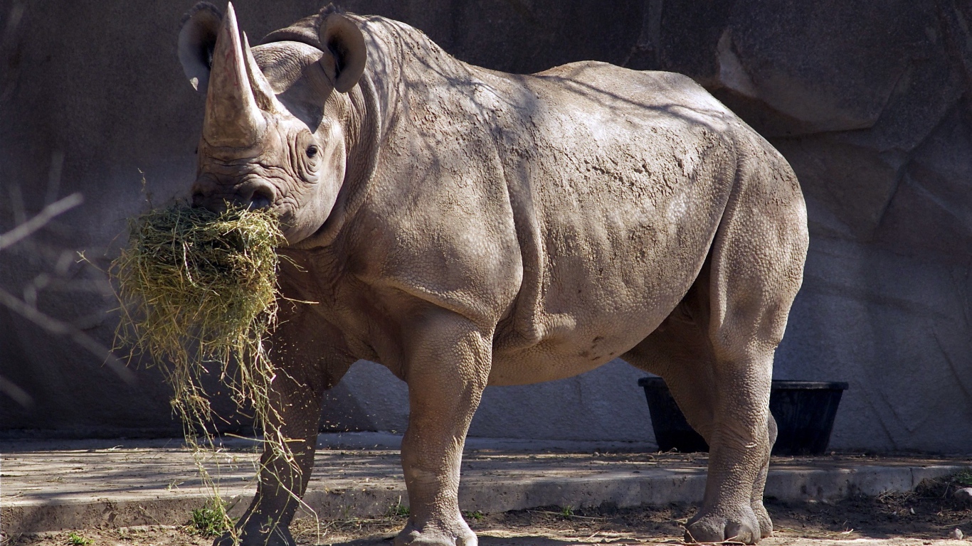 Носорог ест сено