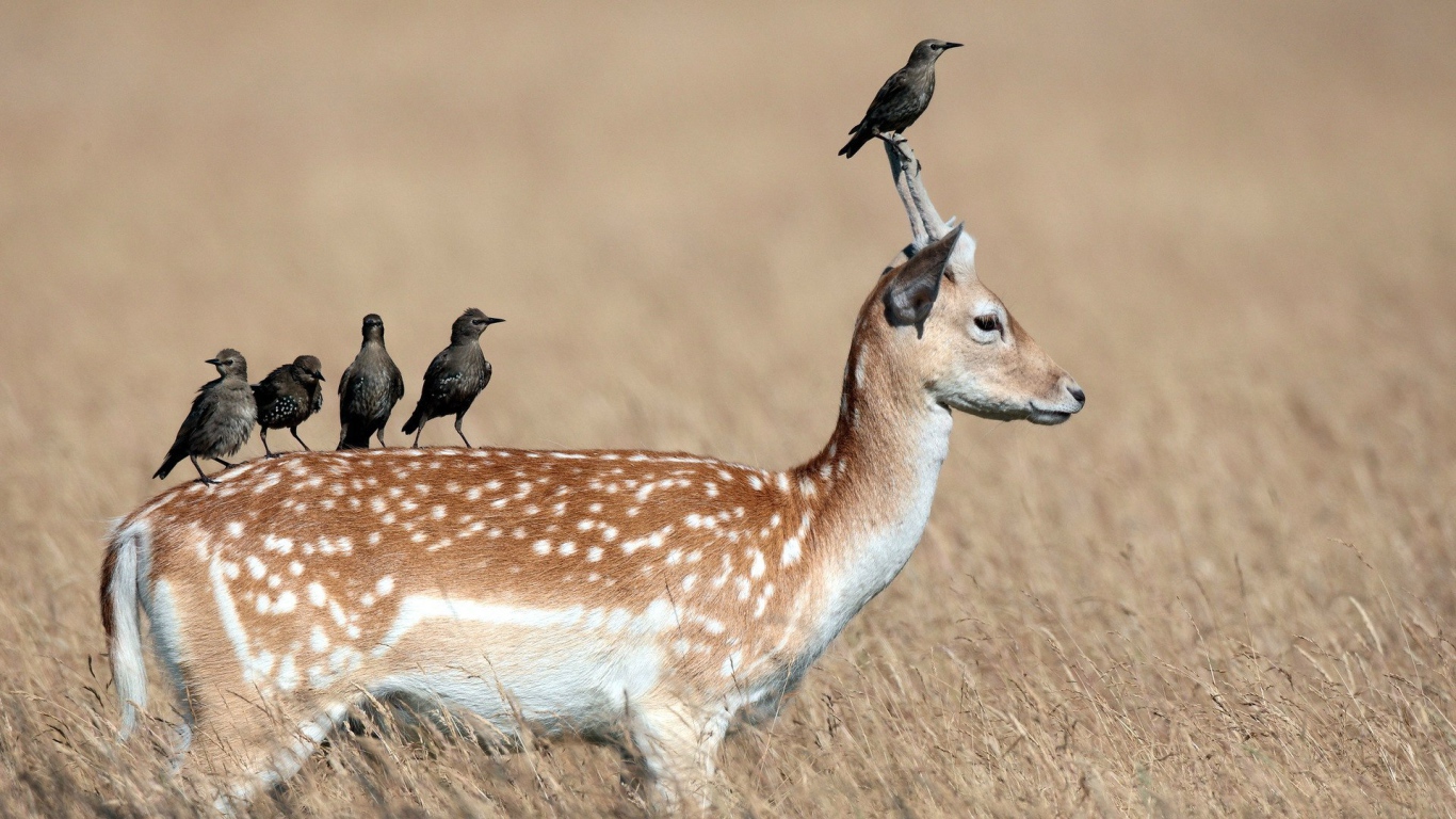 Грачи сидят на олене