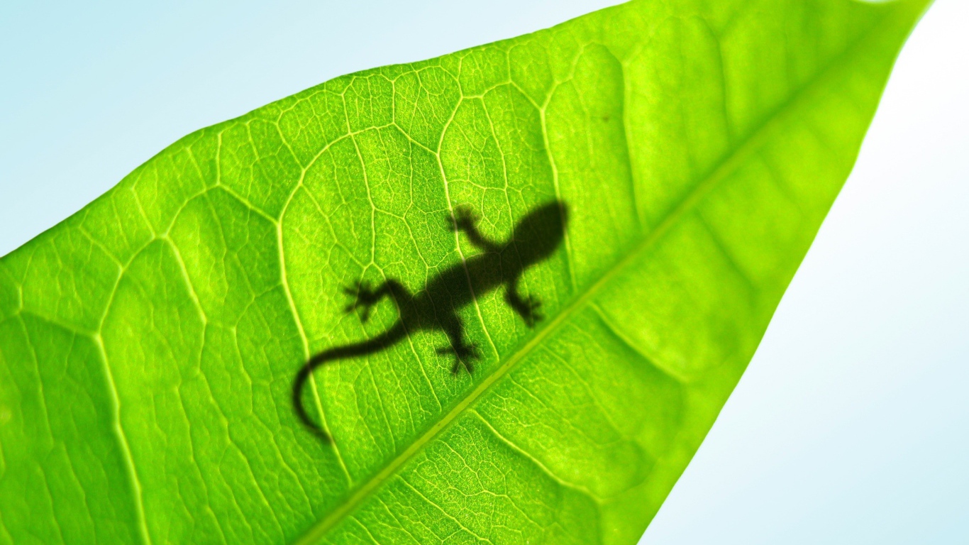 Тень маленькой ящерицы