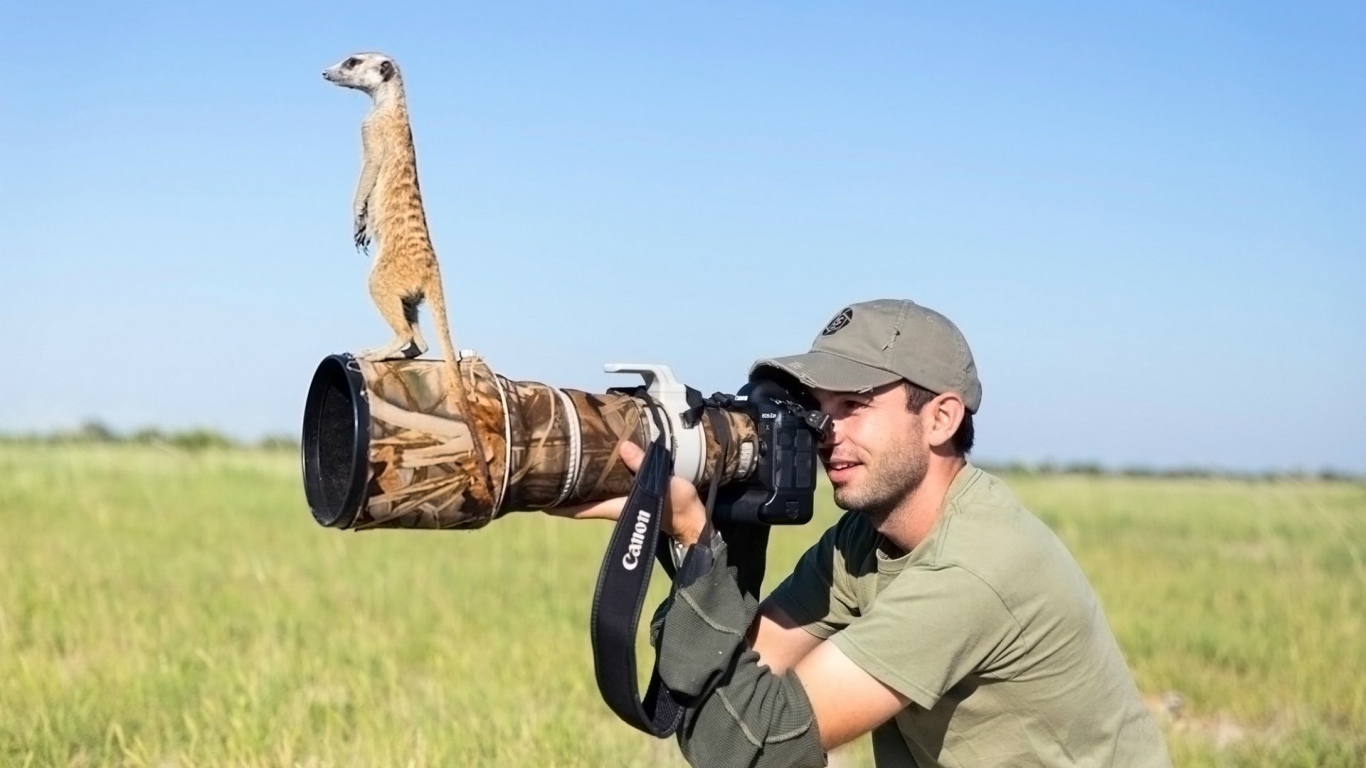 Беззастенчивый сурикат