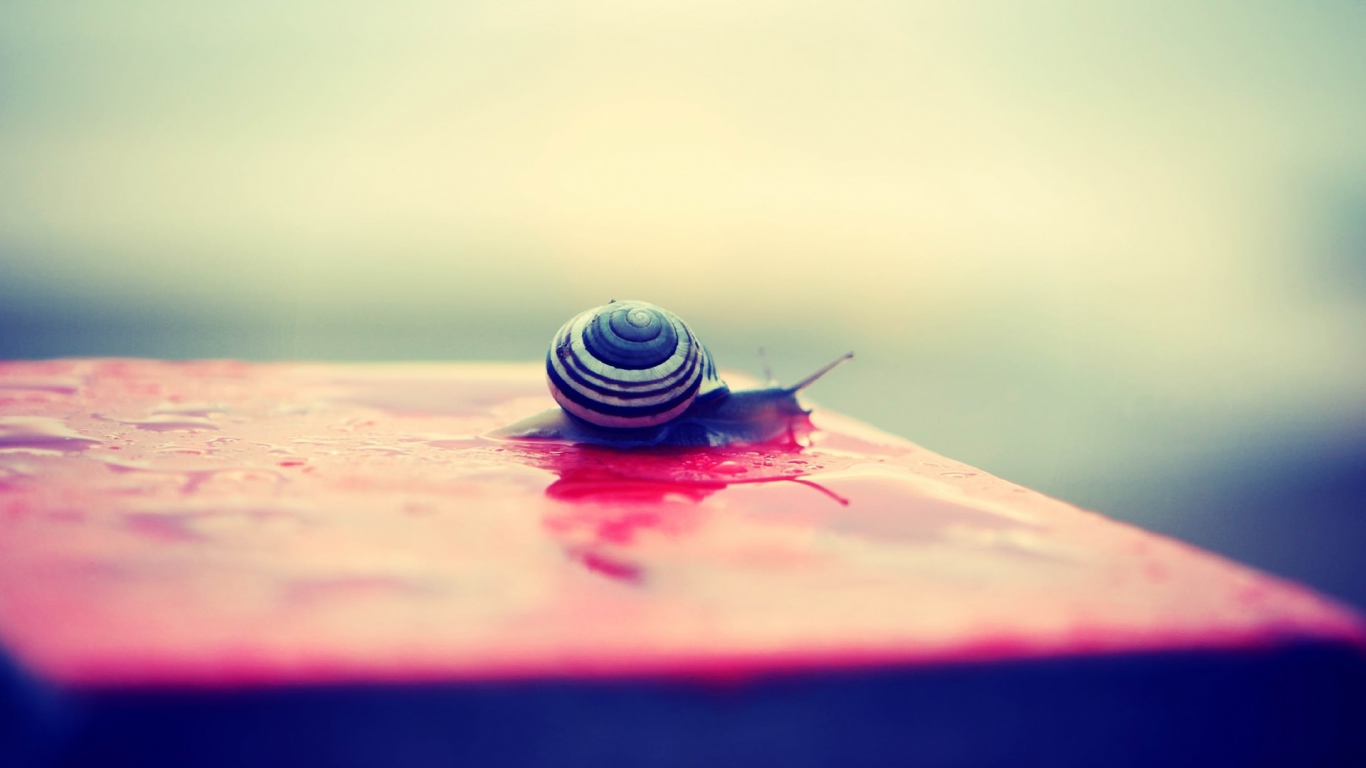 Улитка на мокрой розовой поверхности