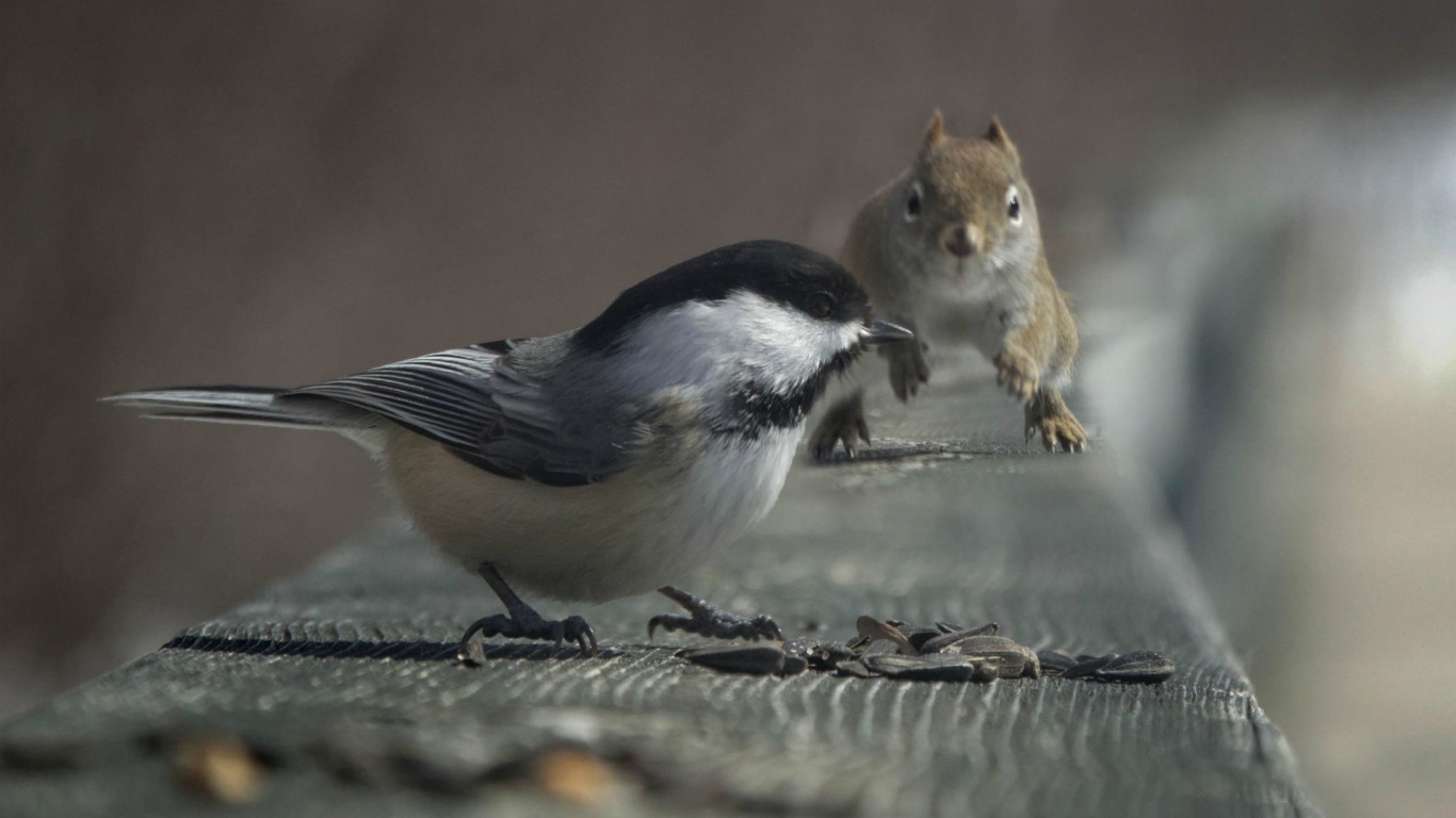 Белка и птица