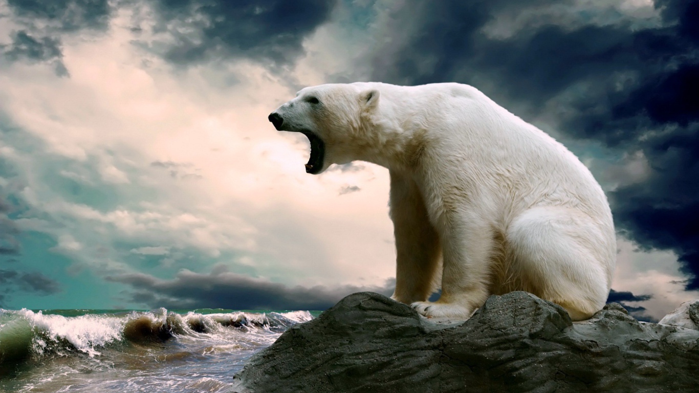 Полярный медведь сидит на камне и смотрит на море