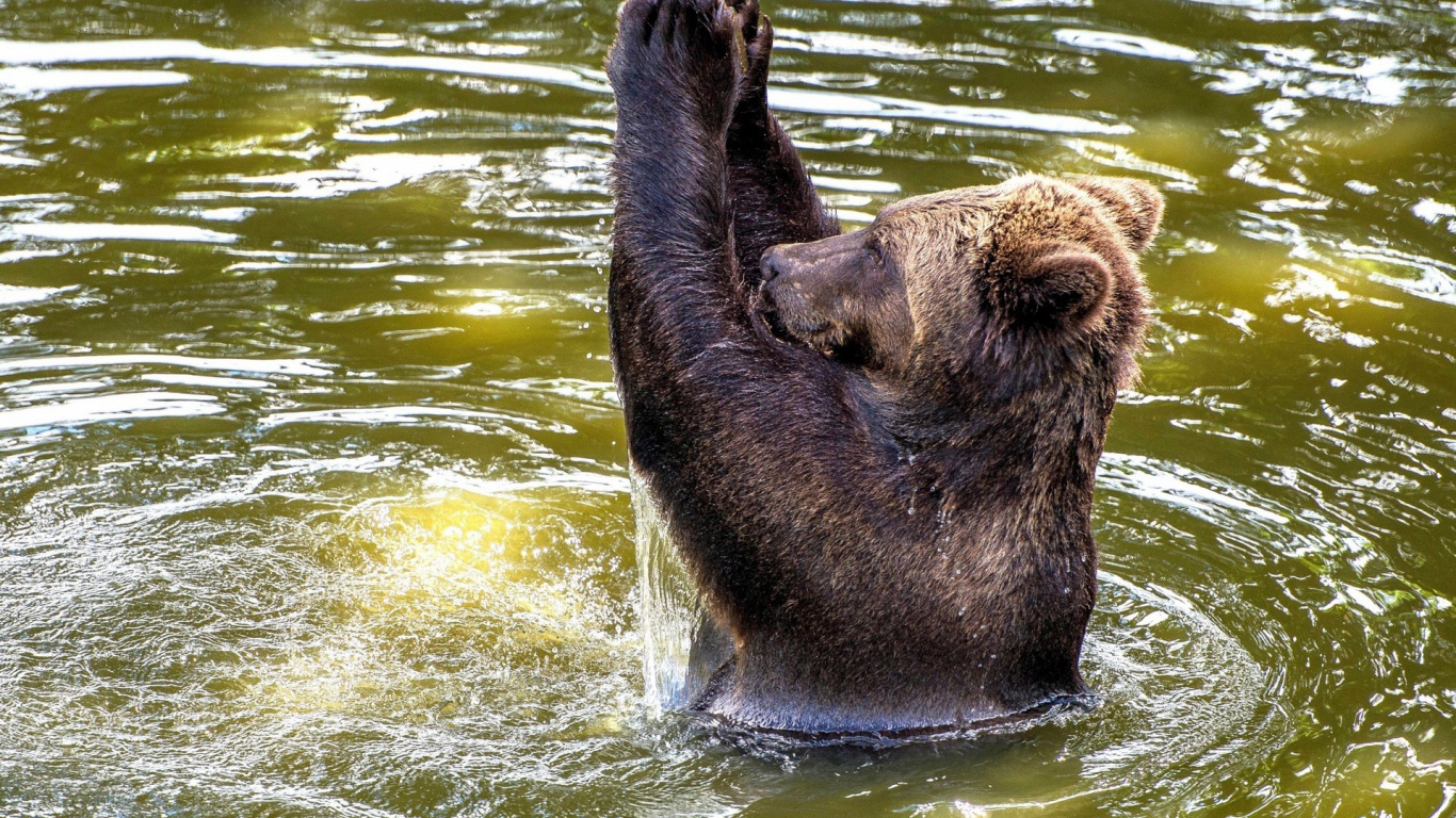 Медведь купается в воде