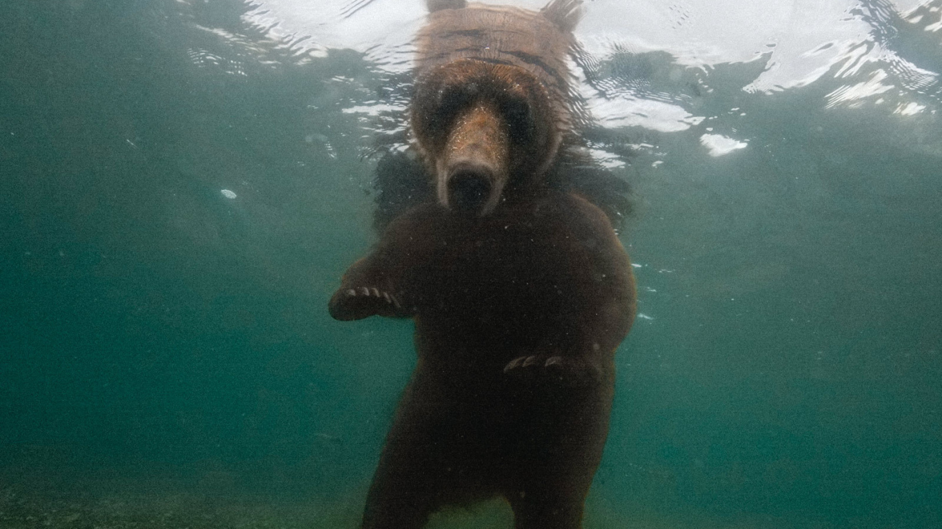 Медведь смотрит под воду